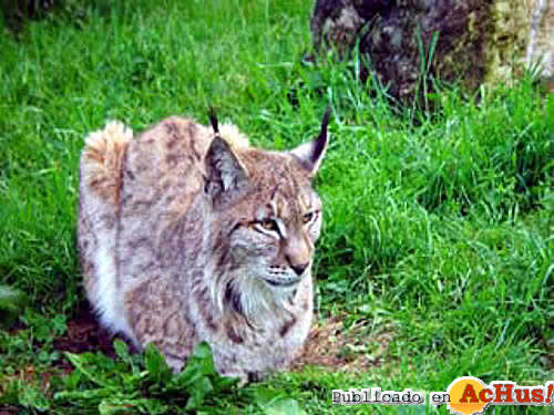 Lince