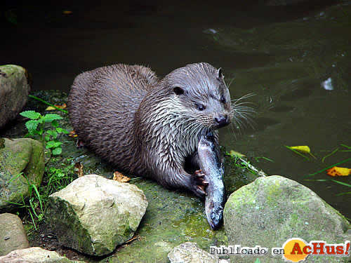 Nutria