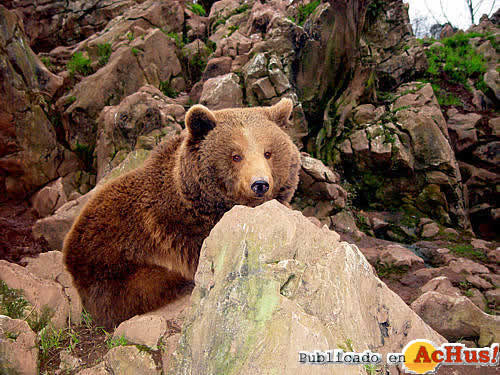 Oso