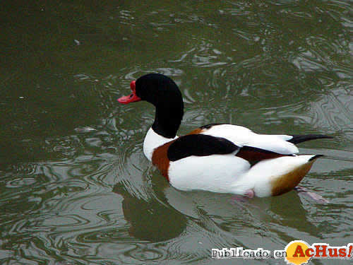 Pato
