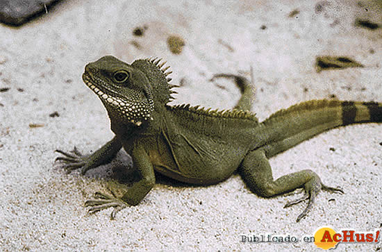 Agama Aquatica