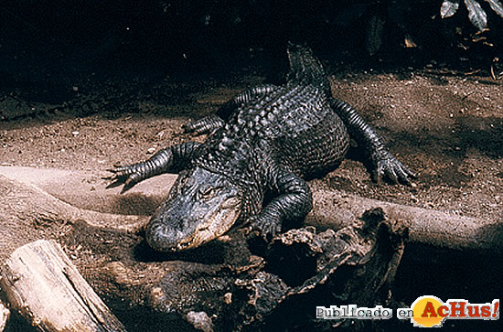 Alligator