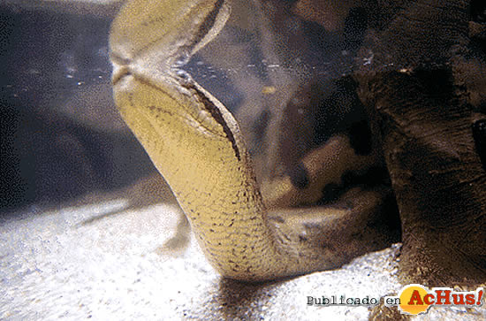 Anaconda Comun