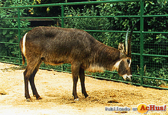 Antilope