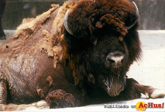 Bisonte