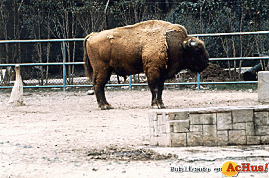 Bisontes