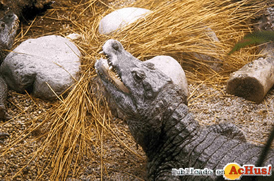 Caiman