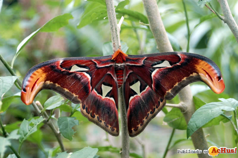 Attacus atlas