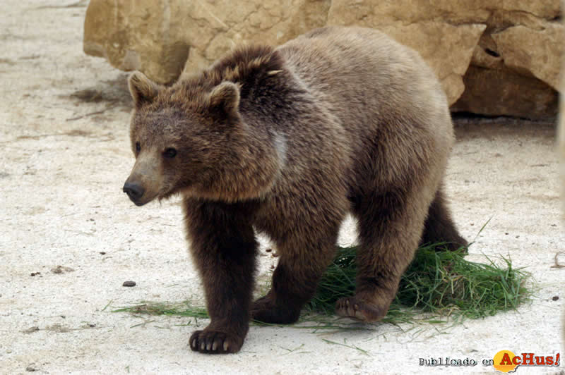 Oso Pardo