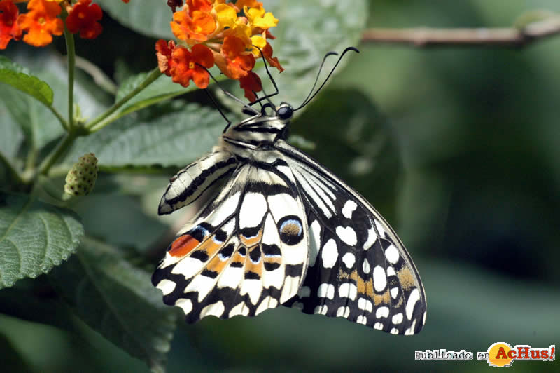 Papilio demoleus
