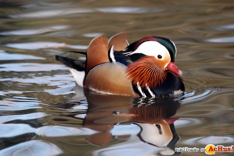 Pato Mandarin