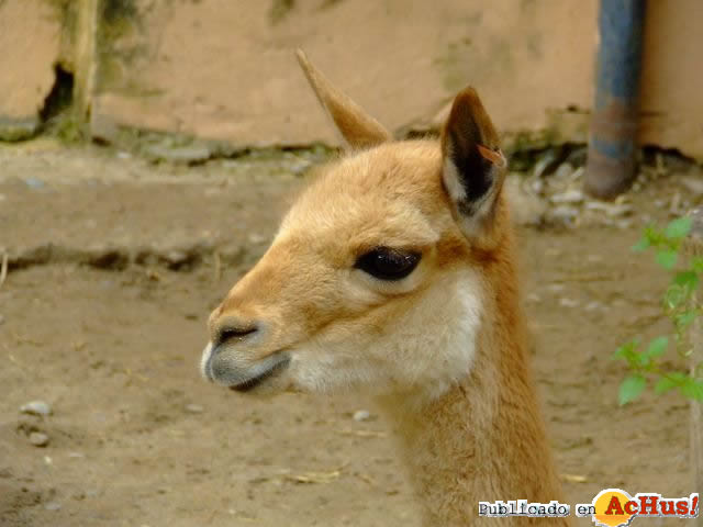 Zoobotanico Jerez 06