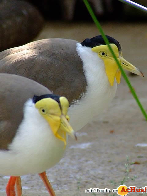 Zoobotanico Jerez 11