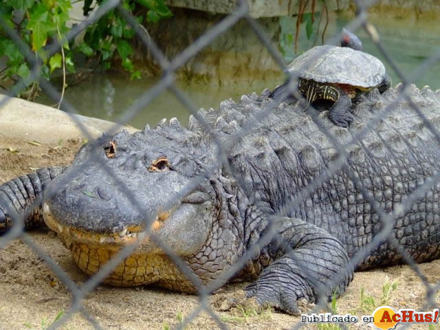 Zoobotanico Jerez 12