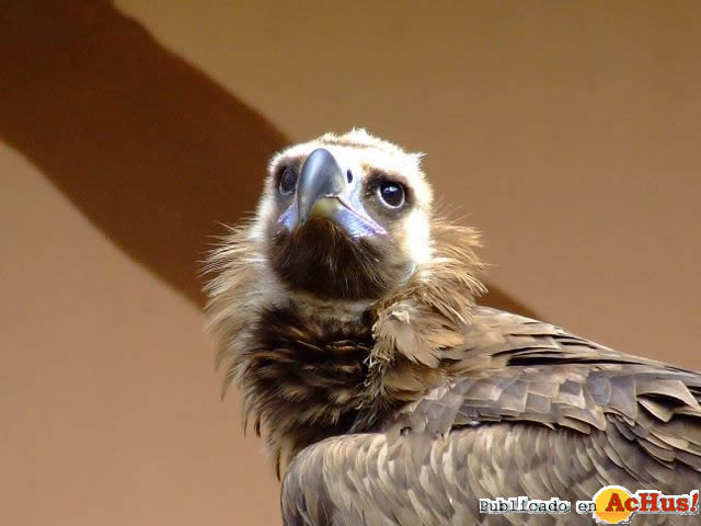 Zoobotanico Jerez 16