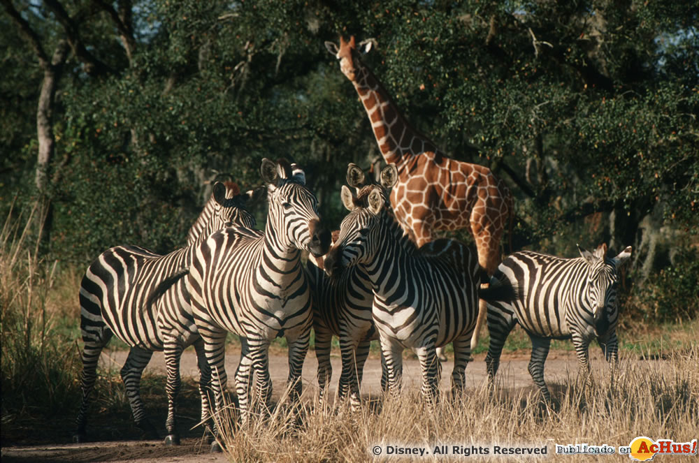 Imagen de Disney´s Animal Kingdom  Kilimanjaro Safaris 002