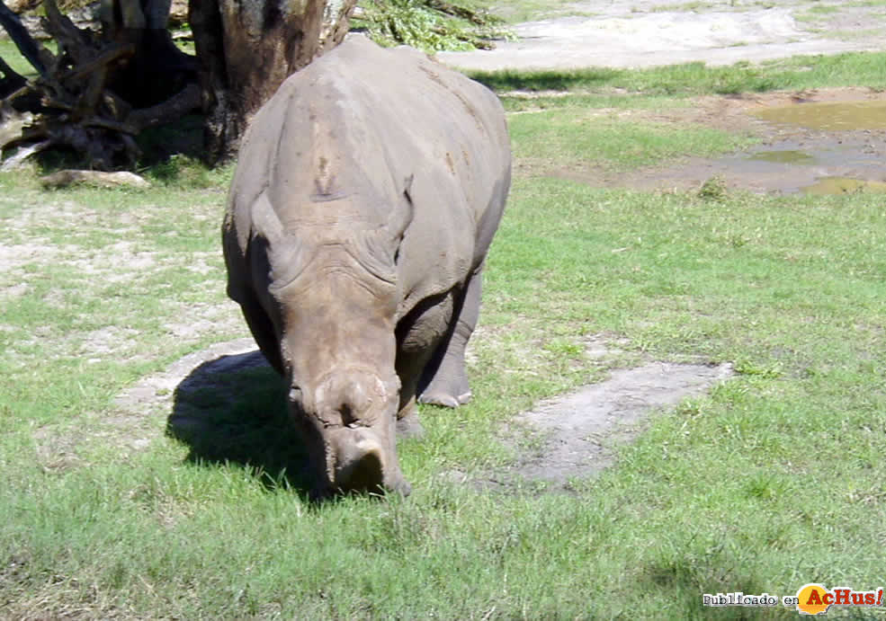 Imagen de Disney´s Animal Kingdom  Rinocerontes