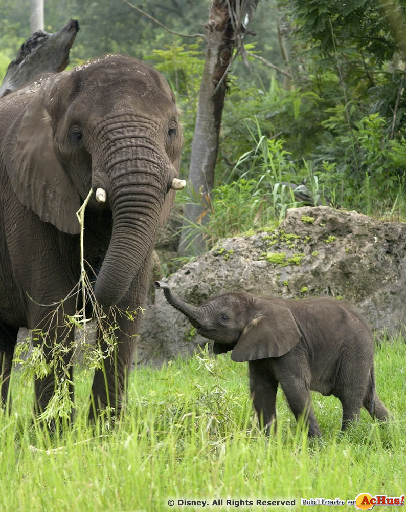 Imagen de Disney´s Animal Kingdom  Tufani