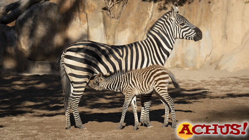 El primer nacimiento del año en Bioparc Valencia ha sido una cebra y se llama Filomena