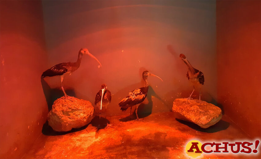 El aviario de Terra Natura Benidorm incrementa su familia con nuevas parejas de Ibis Escarlata y de Suirirí Cariblanco