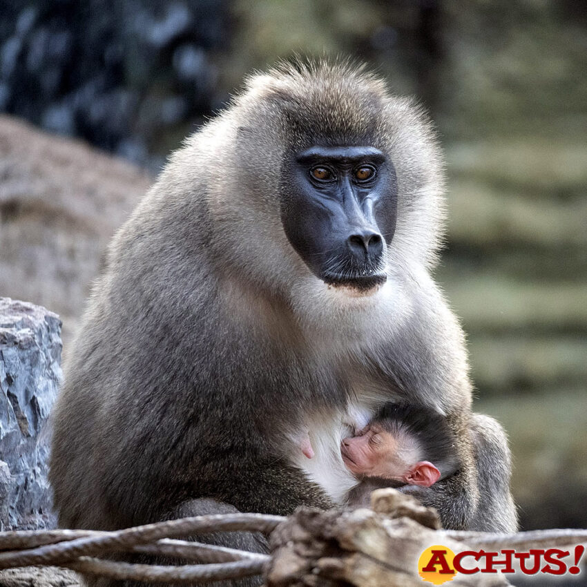 Nace un dril en Bioparc Valencia, símbolo de esperanza para su especie, en grave peligro de extinción