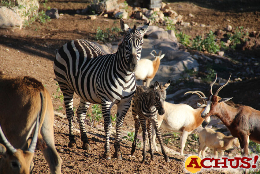 Una cebra, primer nacimiento del año en Terra Natura Murcia
