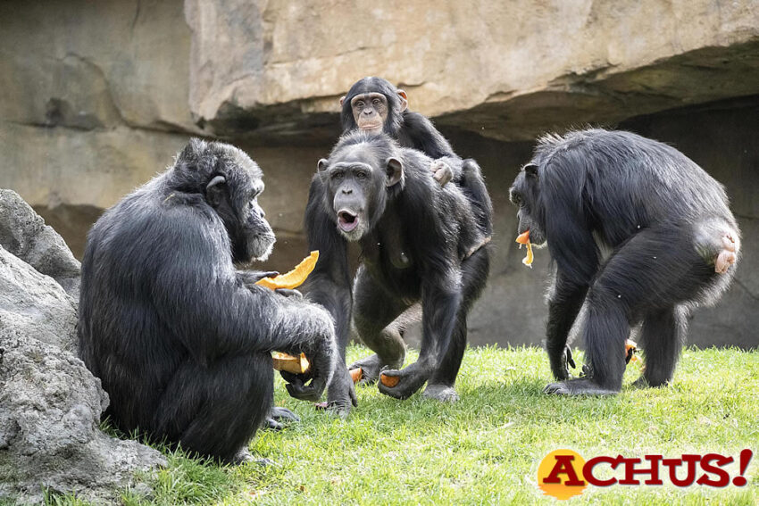 Bioparc Valencia amplía la celebración de su Aniversario hasta el 14 de marzo