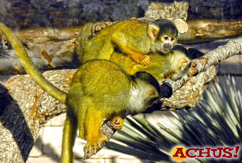 Amor animal en Terra Natura Benidorm