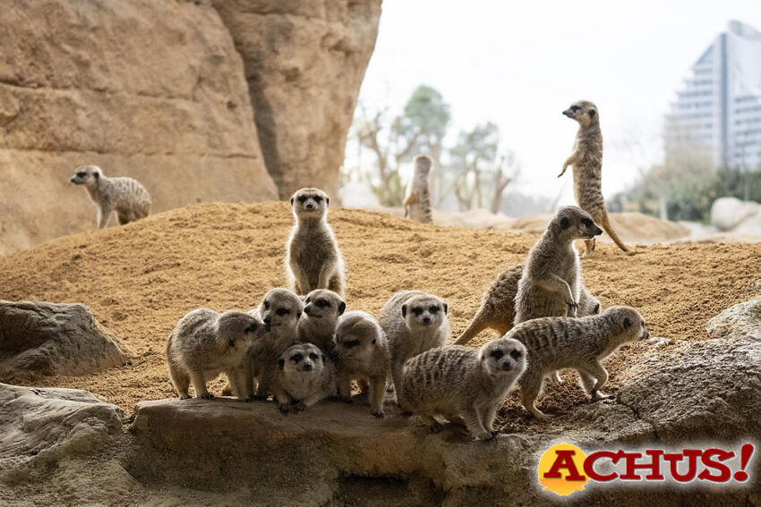 2020 un año difícil para Bioparc Valencia 