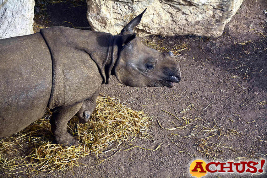 Terra Natura Benidorm inicia el programa de entrenamiento veterinario de Duna