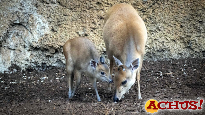 Bioparc Valencia, centro de conservación más importante de Europa del poco conocido duiker rojo de Natal 