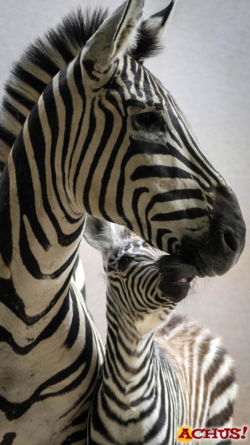 La última cebra de Bioparc Valencia también ha nacido en luna llena