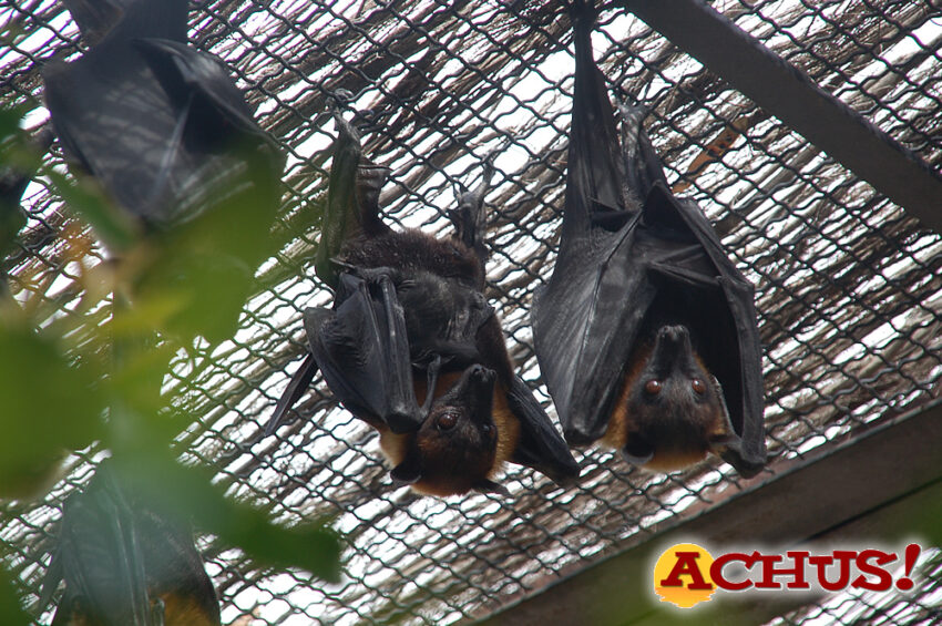 La colonia de zorros voladores de Terra Natura Benidorm crece con tres nuevos nacimientos