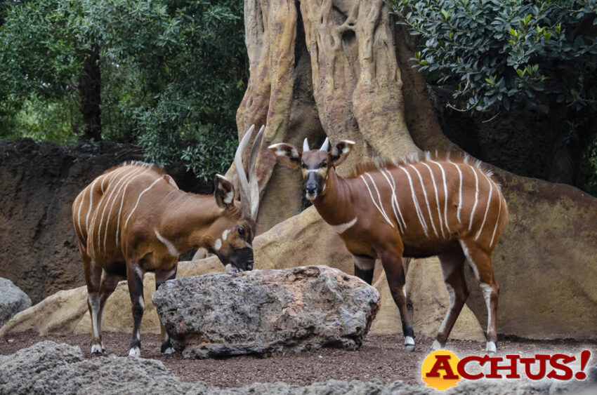 Bioparc Valencia comparte los cumpleaños de las crías de dos especies en peligro crítico de extinción