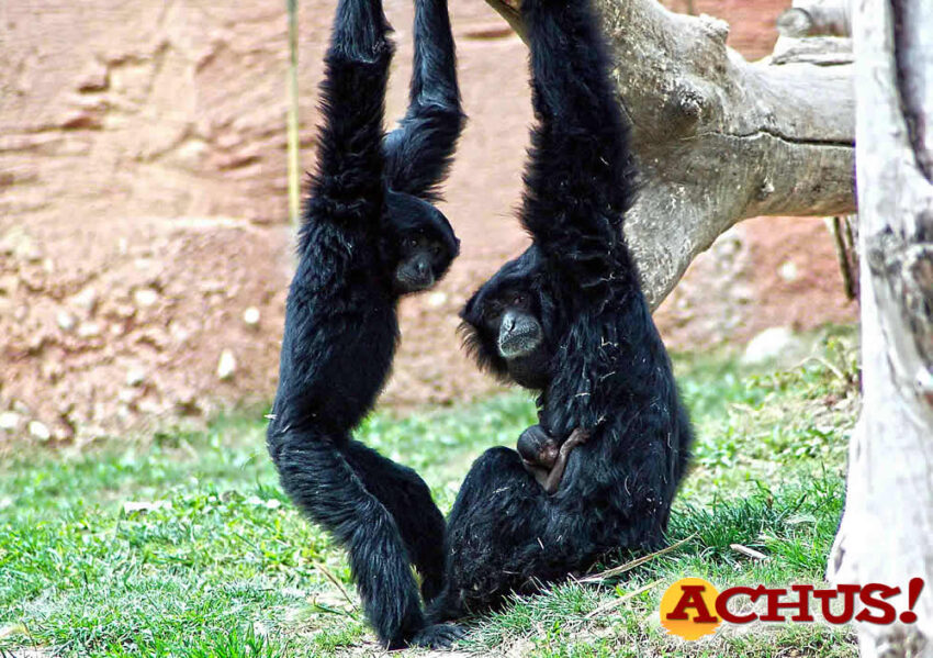 Terra Natura Benidorm homenajea la figura materna en los animales con motivo del Día de la Madre 