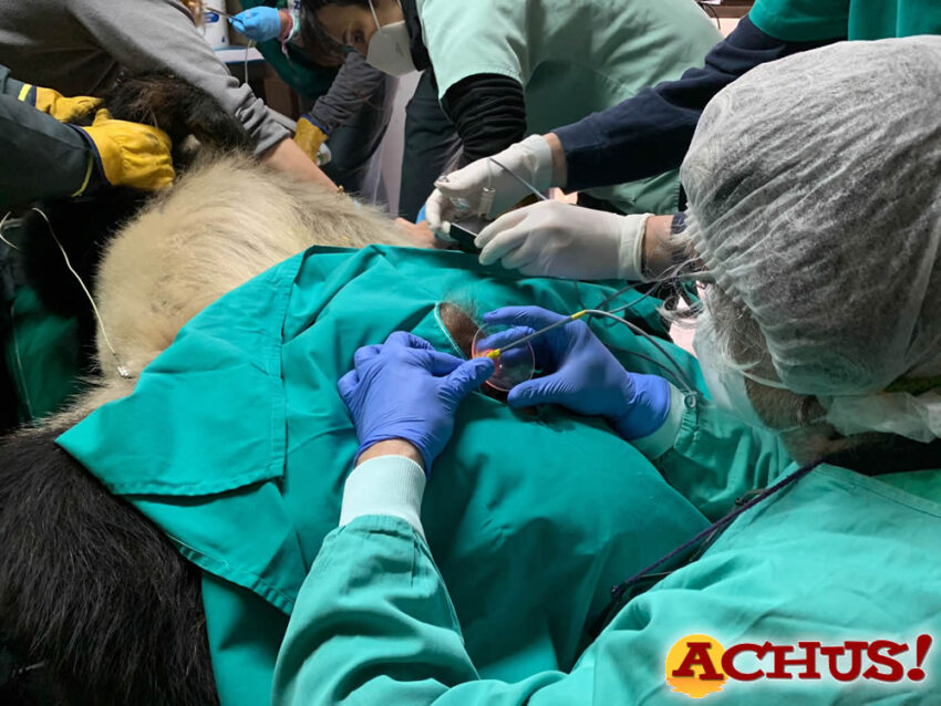 Un equipo técnico de expertos españoles en conservación insemina a la hembra de oso panda gigante de Zoo Aquarium de Madrid