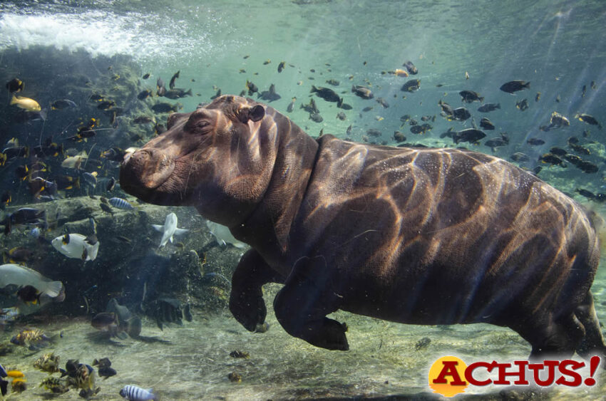 La propuesta educativa de Bioparc complementa la visita segura al parque con actividades en los centros educativo