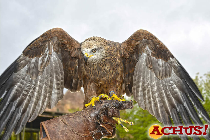 Dos halcones de Harris y un milano negro se incorporan a las demostraciones educativas de rapaces de Terra Natura Benidorm