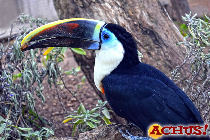 Terra Natura Benidorm recibe un tucán pechiblanco dentro de un programa de reproducción de esta especie vulnerable