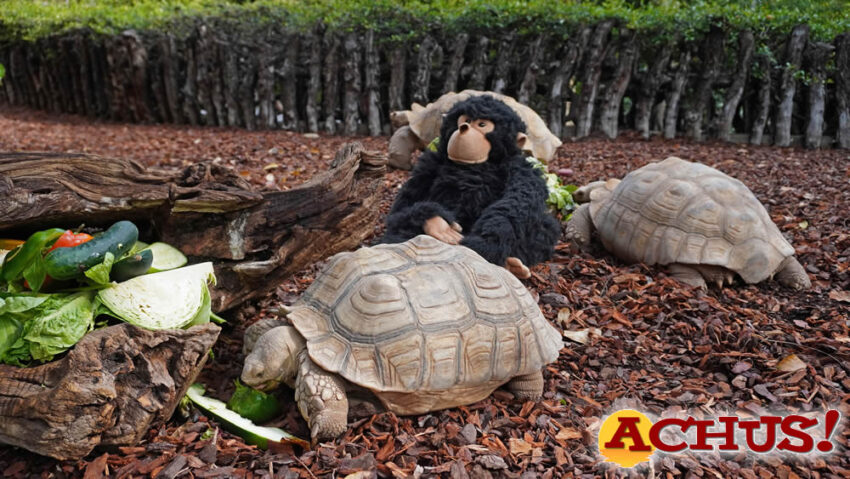 Gombe, la nueva “embajadora de la conservación” de Bioparc Valencia para los más pequeños 
