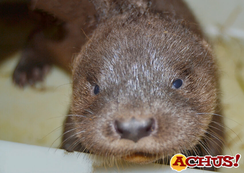Nace en Sendaviva la cuarta cría de nutria europea, especie amenazada, en solo diez años