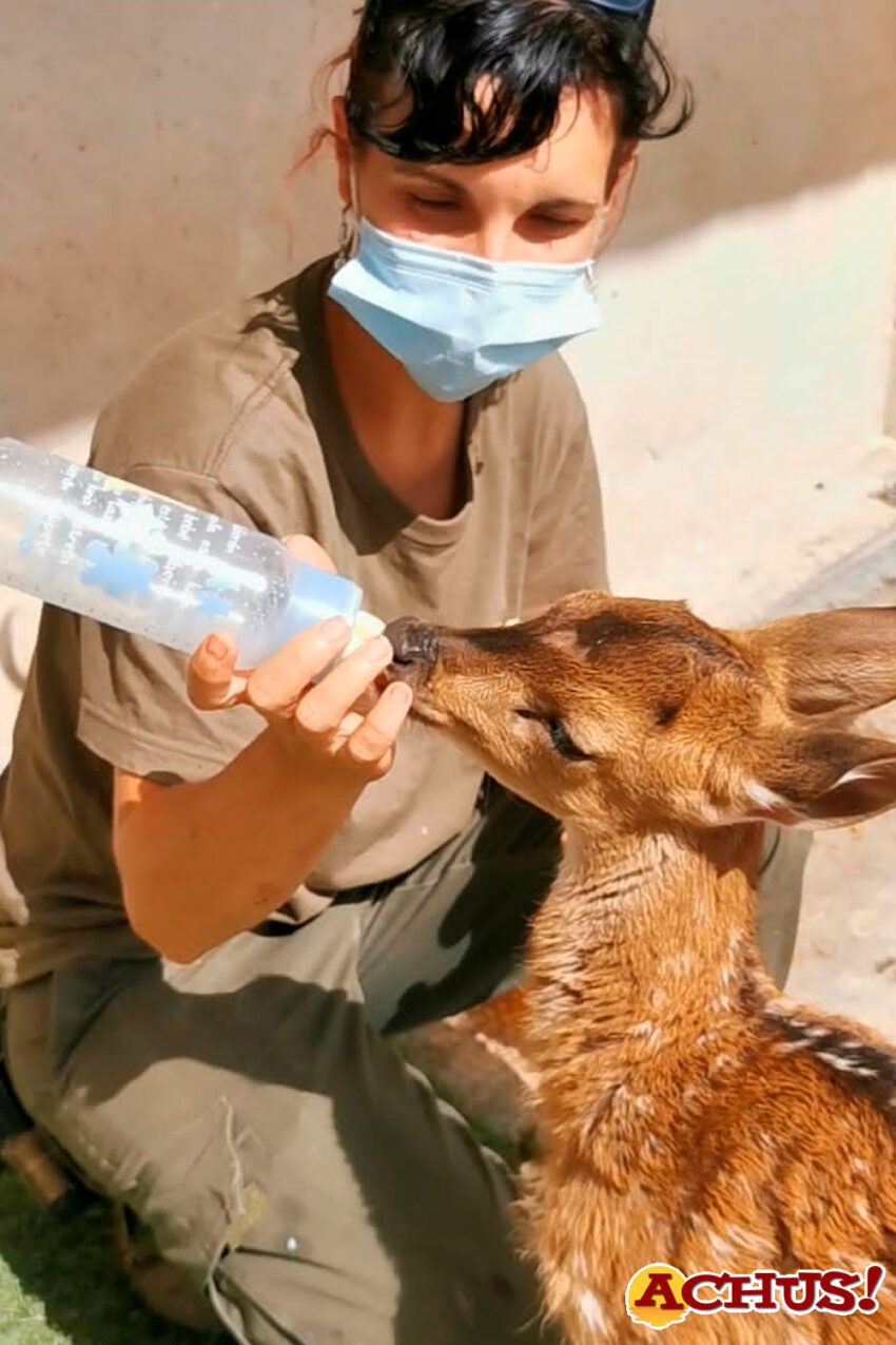 El equipo de Terra Natura Benidorm asume la crianza de un chital tras ser rechazado por su madre