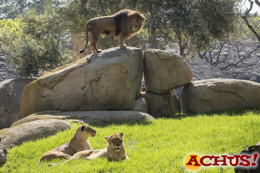 Con el objetivo global de conservar la biodiversidad, los Bioparc participan en el Congreso de la AIZA