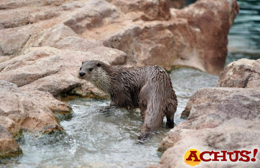 Terra Natura Murcia, pionero en el diagnóstico y gestión de la enfermedad leishmaniosis en la nutria europea