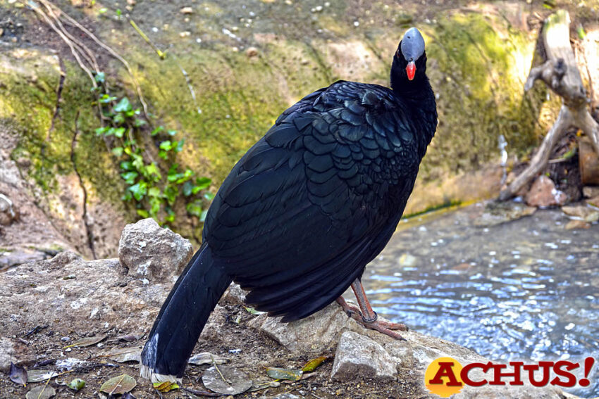 El aviario de Terra Natura Benidorm incorpora a una pareja de paujís, especie en peligro de extinción