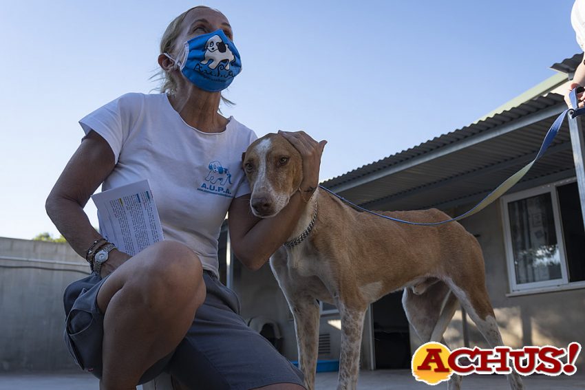 El 18º Desfile “virtual” de perros abandonados de A.U.P.A y Bioparc Valencia llega a miles de personas