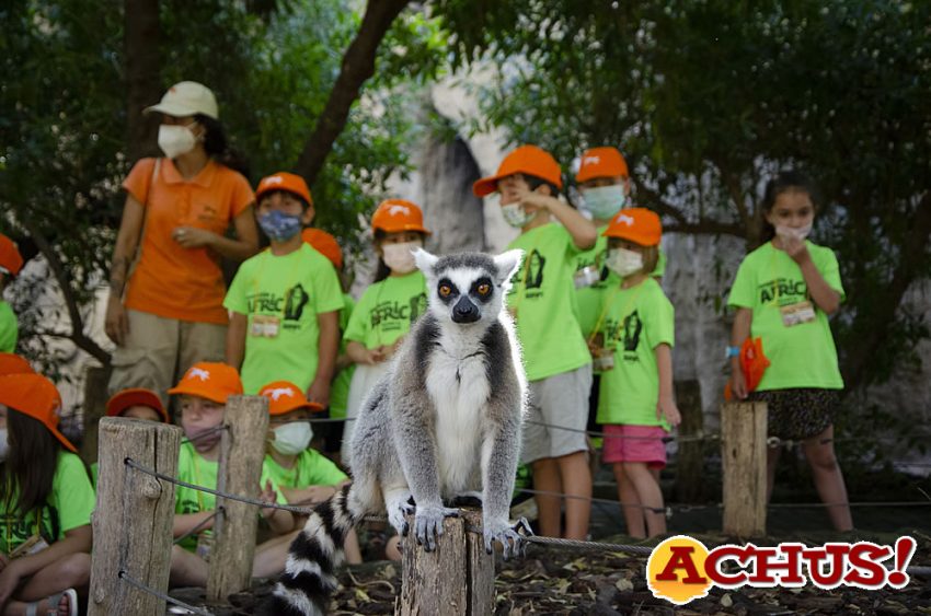 Bioparc Valencia da comienzo a la edición más esperada de su escuela de vacaciones “Expedición África” 