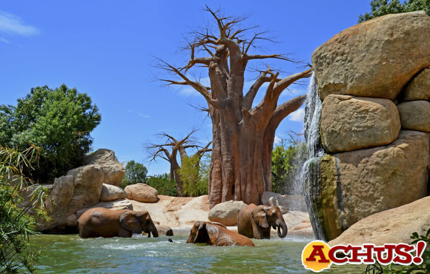 Bioparc Valencia certifica su consumo de energía 100% verde 
