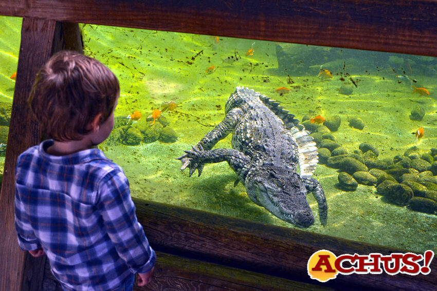 Terra Natura Benidorm celebra el Día Mundial de los Cocodrilos para concienciar sobre sus amenazas de conservación