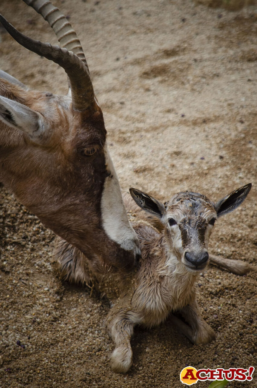 Nacimiento “en directo” de un blesbok en Bioparc Valencia